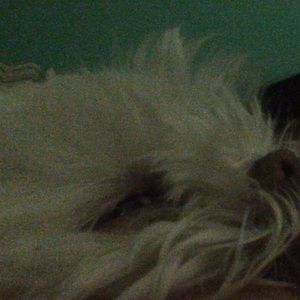 Meet your Posher, Steve